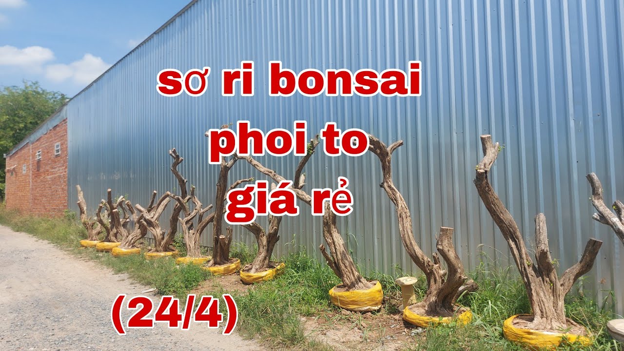 sơ ri bonsai phoi to giá rẻ Chào bán (24/4)#0979309131 @ cây kiểng Quốc ...