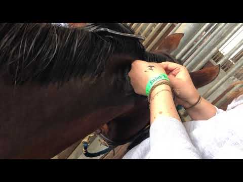 How to band a mane for Western Pleasure/Allround classes