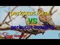 Perkutut lokal vs perkutut bangkok || turtledove bird
