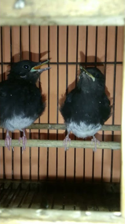 anak burung kacer air/manintin