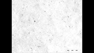 - - -    -  Rovfågeln [2012]