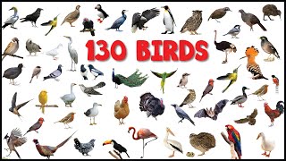 130 Birds Name In English With Pictures ll Birds Vocabulary ll Birds Pictures #birds #birdsnames