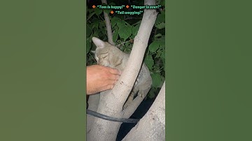 Tom finally got down from the tree! 🐱🎉Owner hugs him — and he’s so happy! 🤗