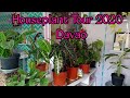 Houseplants  Collection/Tour (Davao)/houseplants Philippines/houseplants names