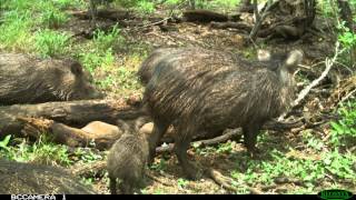 Javelina Nursing
