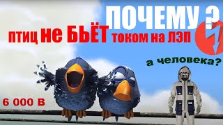 Почему птицу  на проводе ЛЭП не бьет током? А человека  будет бить?#энерголикбез