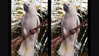 Zoek de verschillen ! screenshot 4