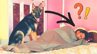 What does a German Shepherd do when She sees Me Sleeping