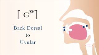 [ ɢʷ ] voiced unaspirated labialized back dorsal uvular stop