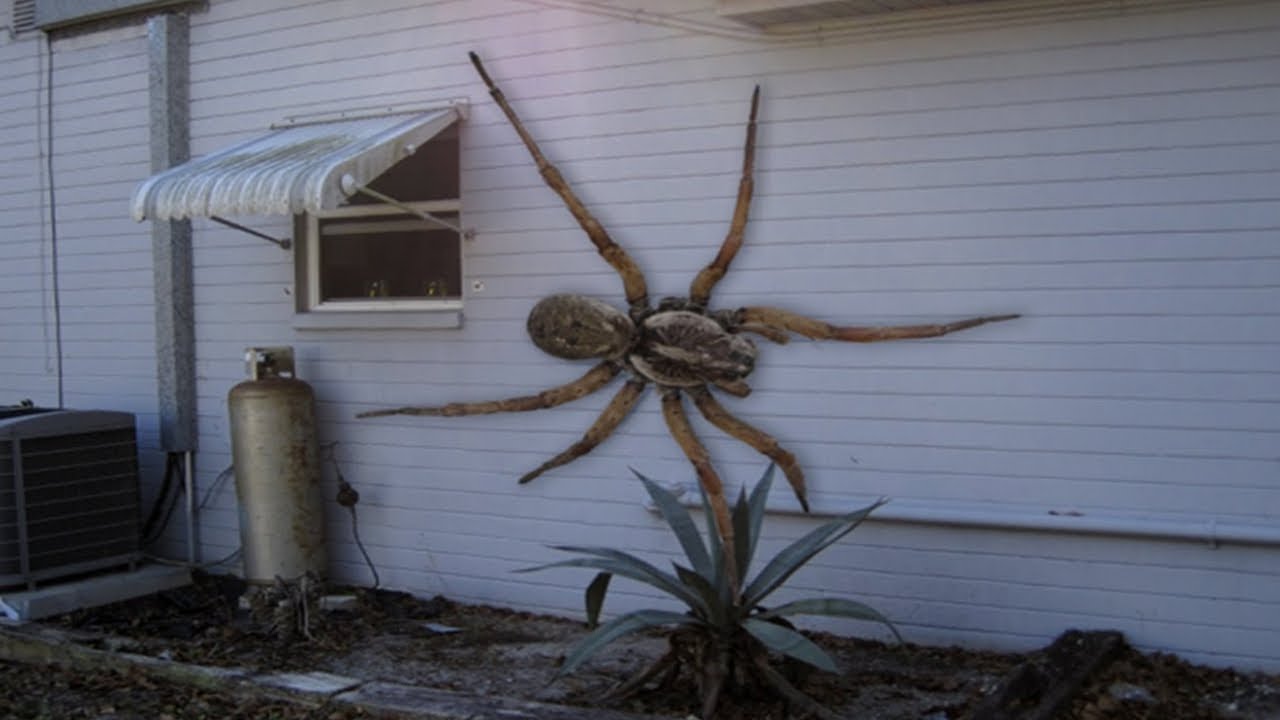 A Maior Aranha Do Mundo Ja Registrada Latrodectus Katipo