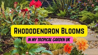 Beautiful, Colourful Rhododendrons in my Tropical Garden UK
