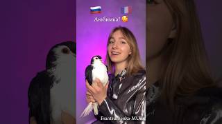 NILETTO "Любимка" НА ФРАНЦУЗСКОМ! #песни #song #песня #cover #songs #music #музыка #кавер