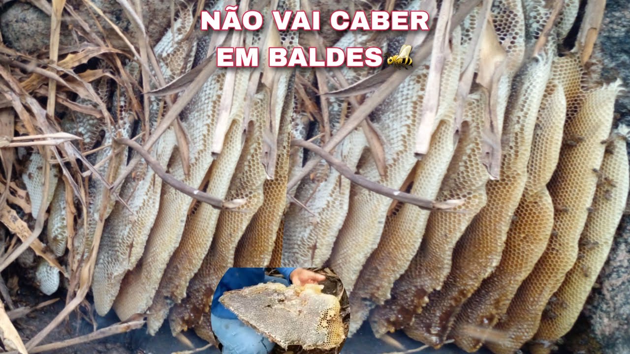 ABELHA DO MATO ESSA DEU TRABALHO PRO TIRADOR DE ABELHAS🐝😱