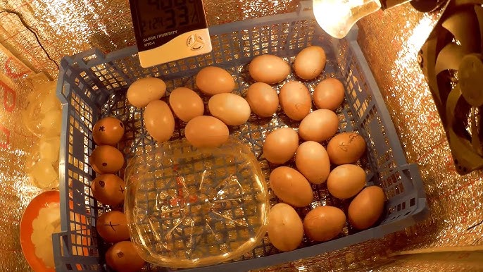 Орыс лесбиянки порно үлкен бөкселері Қыз бала секс