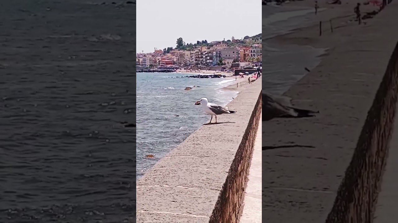 racek u moře💦