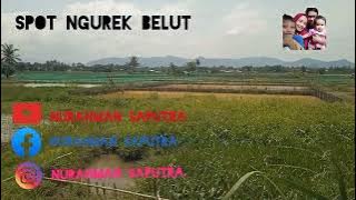 Spot Ngurek Belut' Di Bogor kabupaten