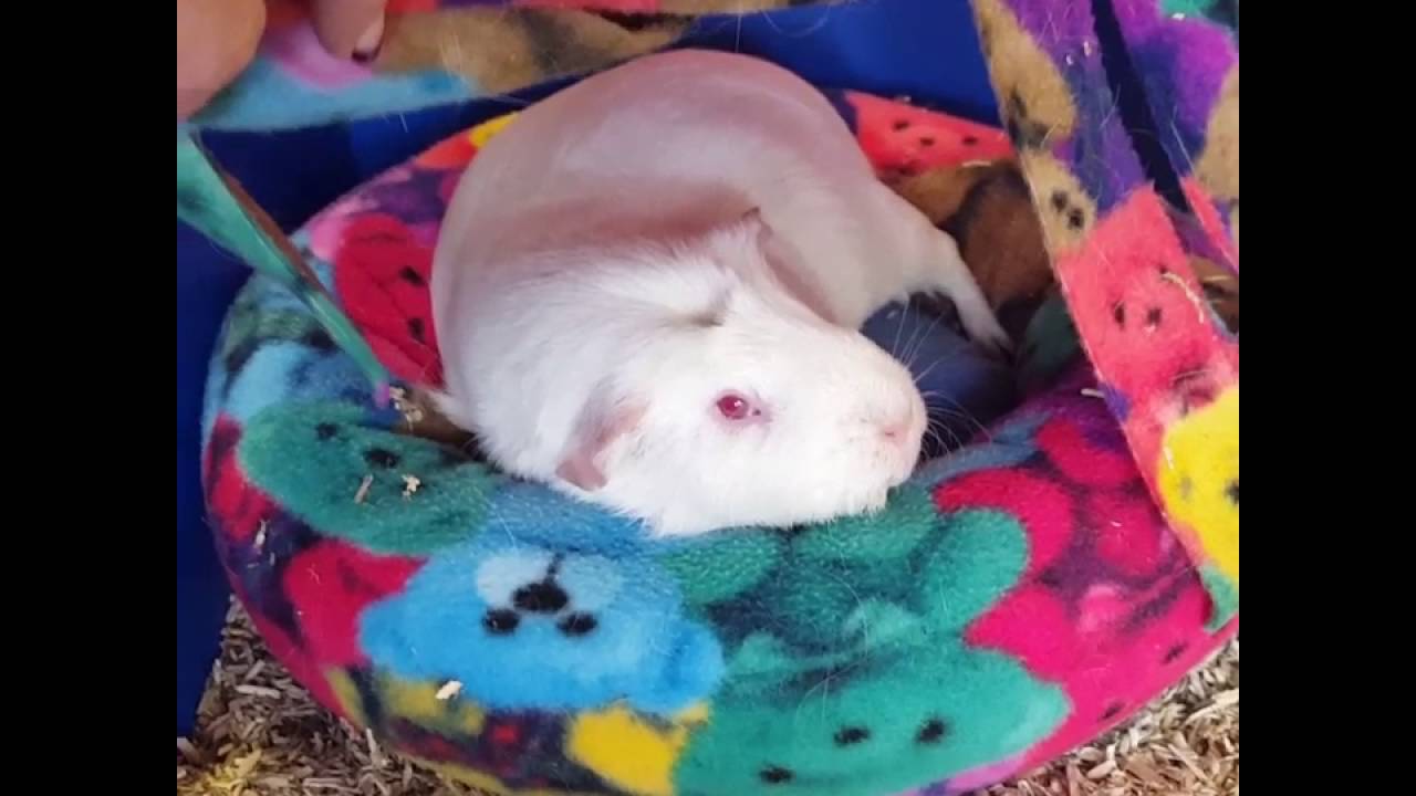 Larry the famous sleepy Guinea pig