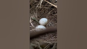 berburu anak burung cendet #burung #cendeters #shors #kicaumania #burungcendet