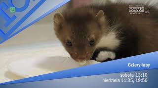 Tv Toya Program Dnia Noc 3031.05.2020, Zapowiedzi