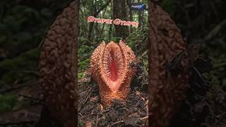 Don’t Touch This Plant #shorts #zemtv #rareplants