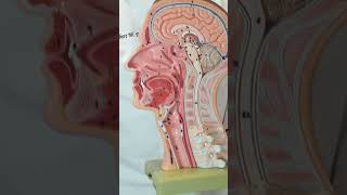 Uses of Botox in Otolaryngology (Head and Neck)