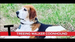 T is for Treeing Walker Coonhound