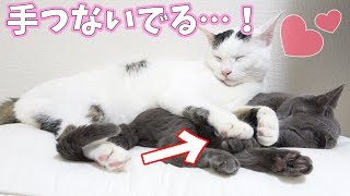 子猫のように甘えるデカいチロと潰されるハム