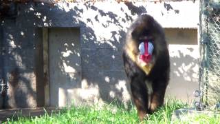 Mandrill Baboon Columbus Zoo