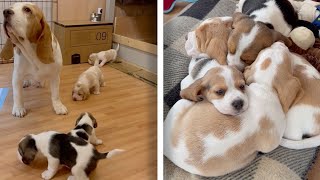 Couple Adopt Dog Only To Find Out Shes Pregnant