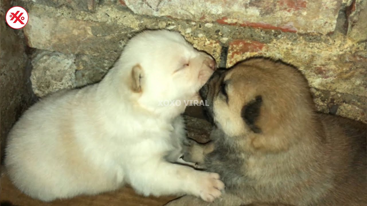 Newborn Puppies Have Not Yet Opened Their Eyes And Cats Like To Sleep newborn-puppies-have-not-yet-opened-their-eyes-and-cats-like-to-sleep