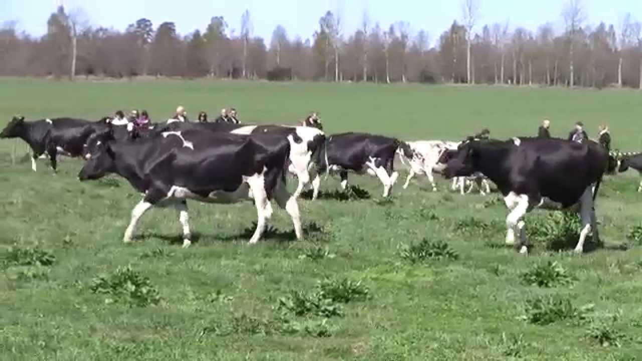 Kosläpp Ulvhults Säteri Hjo, 2014-04-26