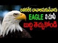 Eagle life is lesson to us  nktv entertainment