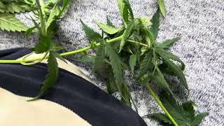 Cannabis hermie update
