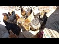 Has esto si quieres vender tus gallinas de manera rápido