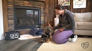 Rocky The Bernedoodle Training Graduation