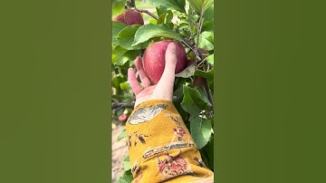 Apple picking 🍎 #autumn #apple