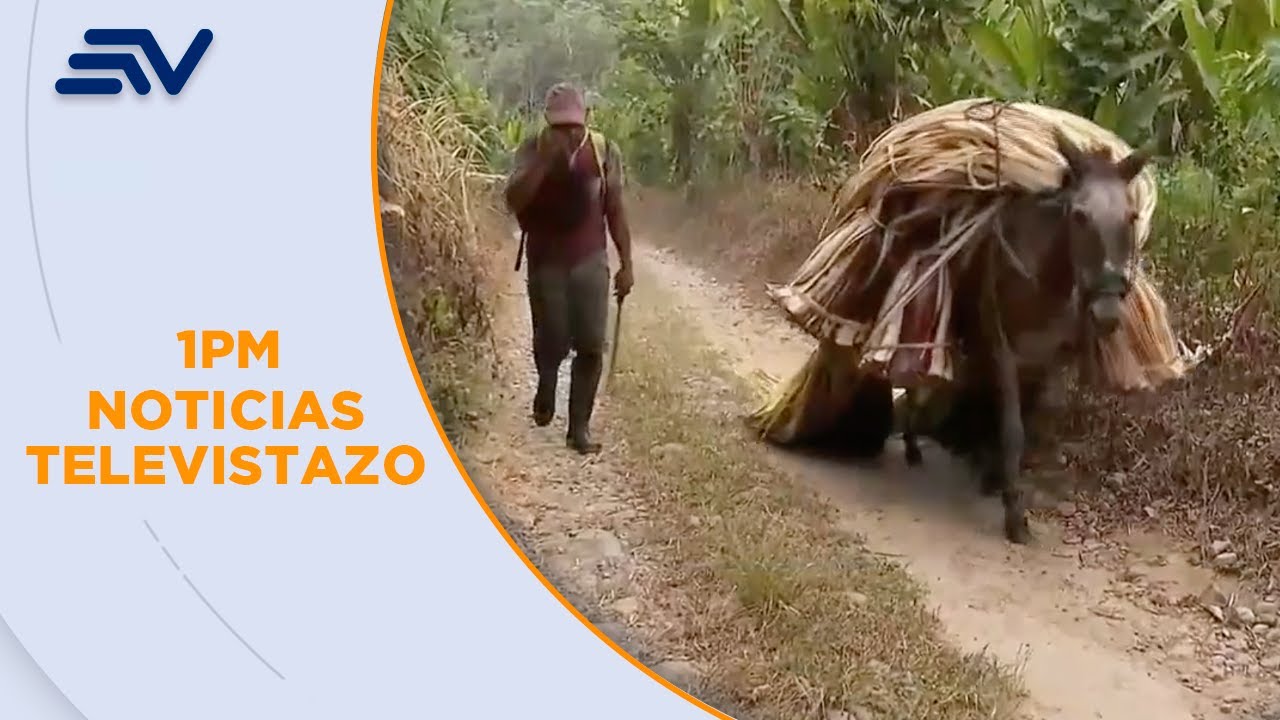 La empresa Furukawa tiene 2 000 hectáreas de abacá en 3 provincias | Televistazo | Ecuavisa