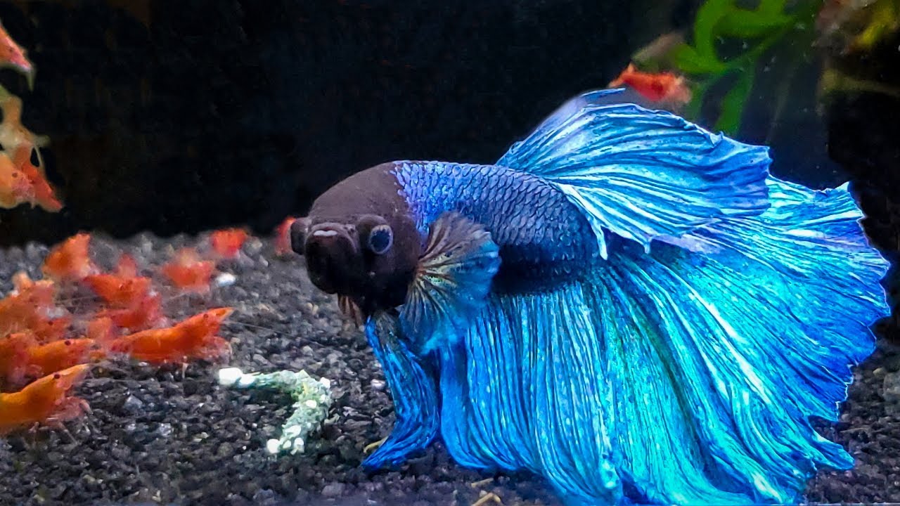 7 Most Popular Betta Tank Mates You Need To Try - Youtube