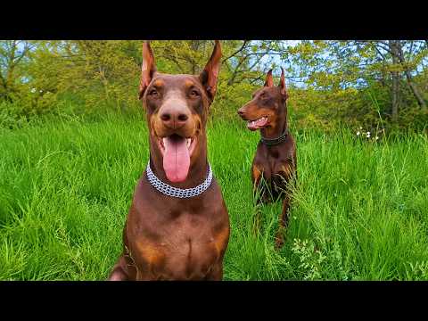 Two 90lb Dobermans Refused to Let Anyone Near Him. Then Everyone Understood Why.