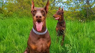 Two 90lb Dobermans Refused to Let Anyone Near Him. Then Everyone Understood Why.