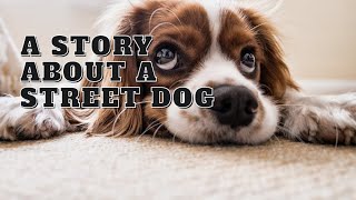 A Story About A Street Dog || STORIES BY JD||