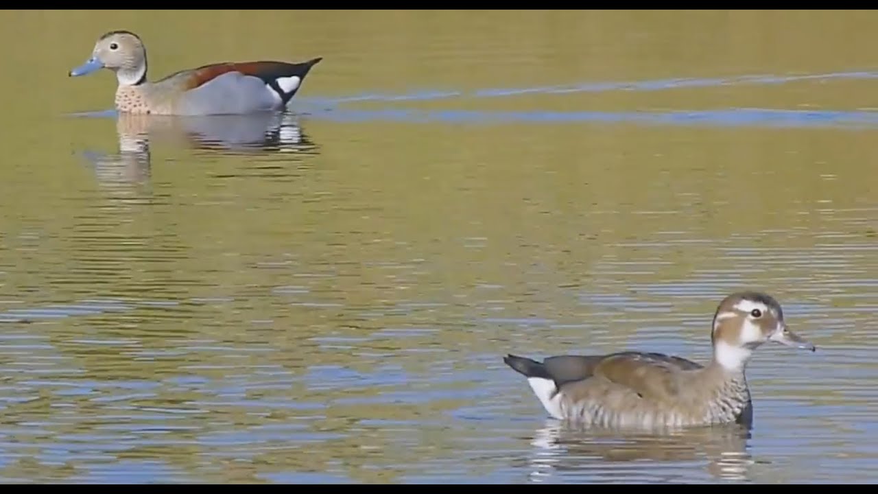 Marreca-de-coleira (Callonetta leucophrys) - Ringed Teal - Pato de