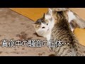 猫が兄弟で真夜中にドッタンバッタンしてるから何してるのか覗いてみた