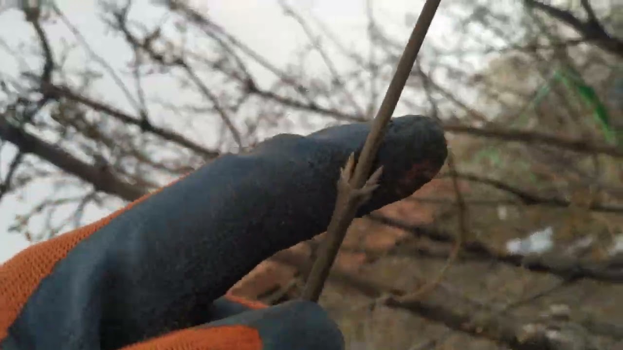 Հոնի ծառի էտի մասին,էտեք նախքան բողբոջների ուռչելը,հանգստի շրջանում։