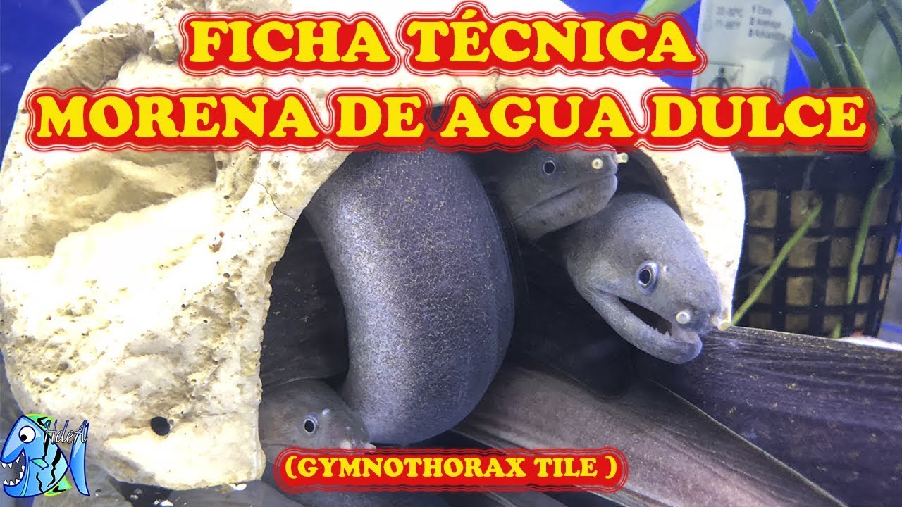 FICHA TECNICA MORENA DE AGUA DULCE (GYMNOTHORAX TILE)