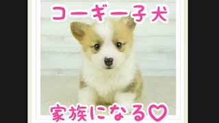 【コーギー子犬】コーギー赤ちゃん、子犬お迎えしました【コーギー犬】#Shorts