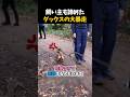 自分よりも大きな枝を持つダックスw