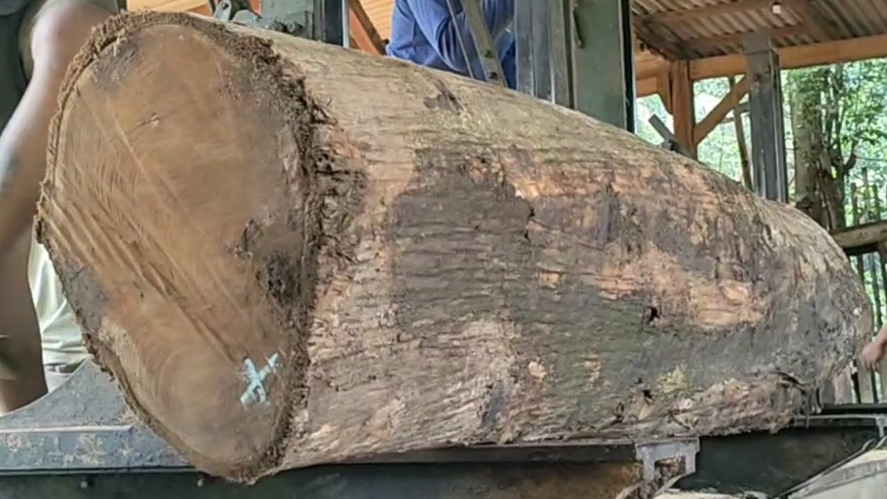 Sawing old teak logs full of beautiful grain at the sawmill - YouTube