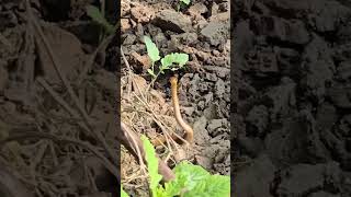 #viral #mudhalvan #trending #snakedance #love