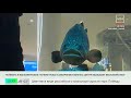 Большая рыба в тесном аквариуме: москвичи требуют спасти — Москва 24
